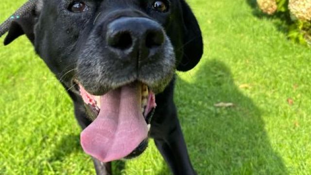 Pet Image